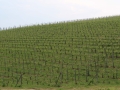 LANGHE17